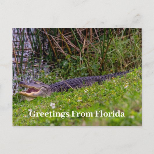 Carte Postale Salutations d'alligator de Floride Personnaliser (Devant)
