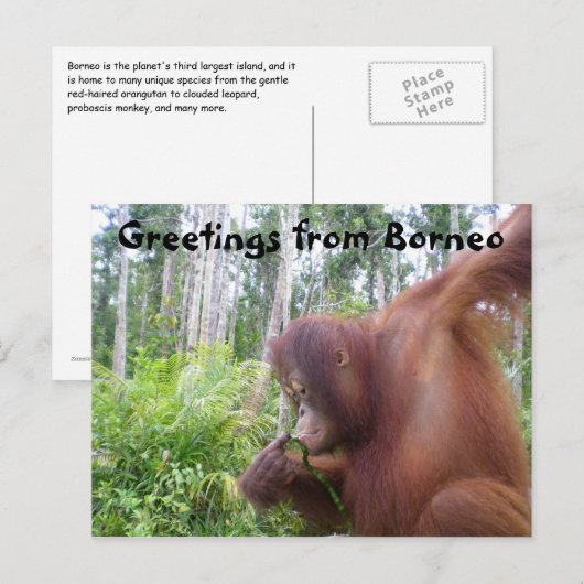Carte Postale Salutations de Borneo (Devant / Derrière)