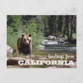 Carte Postale Salutations de California Grizzly Bear (Devant)
