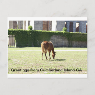 Carte Postale Salutations de Cumberland Island GA