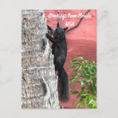 Carte Postale Salutations De ... Écureuil noir (Devant)