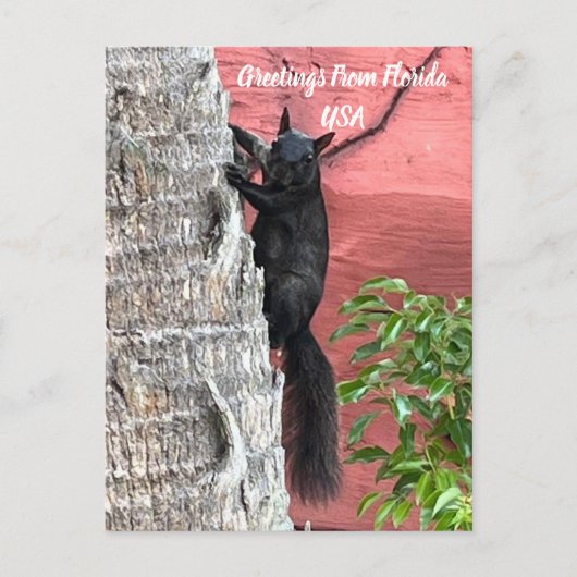 Carte Postale Salutations De ... Écureuil noir (Devant)