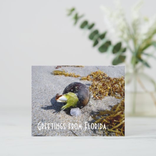 Carte Postale Salutations de Floride (Debout devant)
