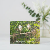 Carte Postale Salutations de Floride ! (Debout devant)