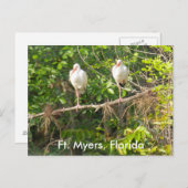 Carte Postale Salutations de Floride ! (Devant / Derrière)