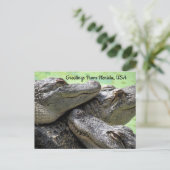 Carte Postale Salutations De Floride Alligator (Debout devant)