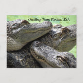 Carte Postale Salutations De Floride Alligator (Devant)