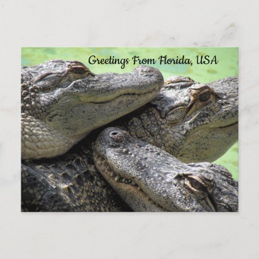 Carte Postale Salutations De Floride Alligator (Devant)
