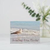 Carte Postale Salutations de Floride Miami mouette (Debout devant)