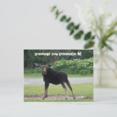 Carte Postale Salutations de Greenville 1 (Debout devant)