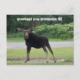 Carte Postale Salutations de Greenville 1