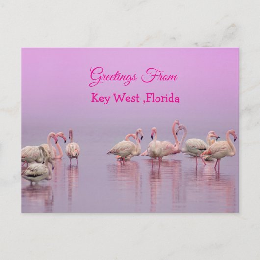 Carte Postale Salutations de Key West Floride, Flamants Roses (Devant)