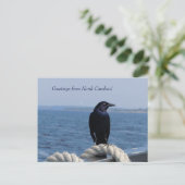 Carte Postale Salutations de la Caroline du Nord (Oiseau noir) (Debout devant)