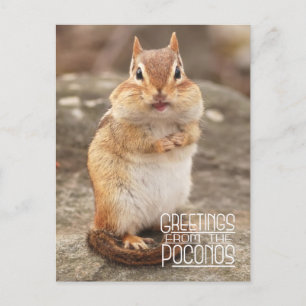 Carte Postale Salutations de la Poconos Chipmunk Postcard