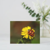 Carte Postale Salutations de Ladybug (Debout devant)