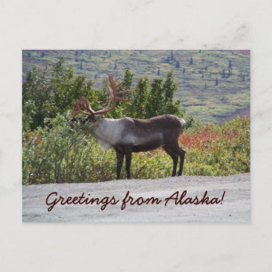 Carte Postale Salutations de l'Alaska !
