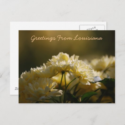 Carte Postale Salutations De Louisiane (Devant / Derrière)