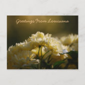 Carte Postale Salutations De Louisiane (Devant)
