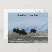 Carte Postale Salutations de l'Utah - Bison américain (Devant / Derrière)