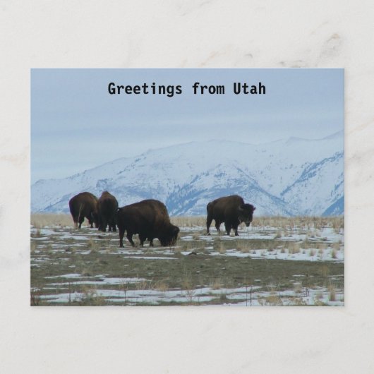 Carte Postale Salutations de l'Utah - Bison américain (Devant)