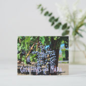 Carte Postale Salutations de Napa Valley California (Debout devant)