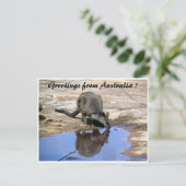 Carte Postale Salutations de réflexion wallaby (Debout devant)