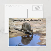 Carte Postale Salutations de réflexion wallaby (Devant / Derrière)