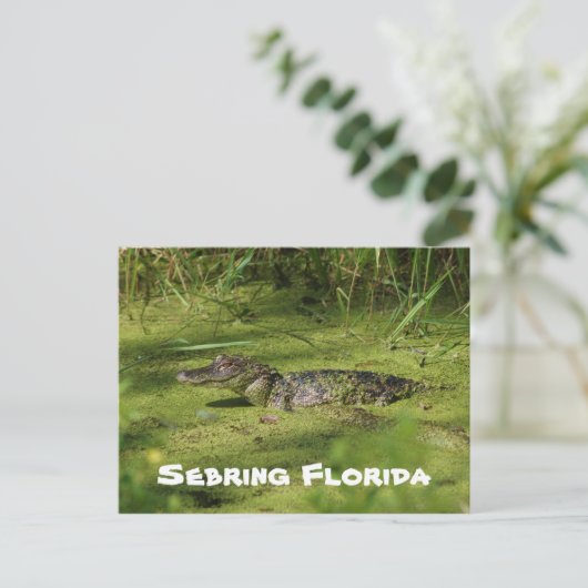 Carte Postale Salutations de Setake Florida (Debout devant)