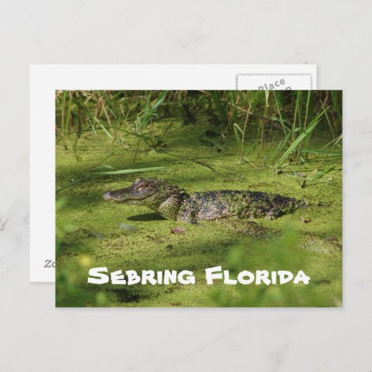 Carte Postale Salutations de Setake Florida (Devant / Derrière)