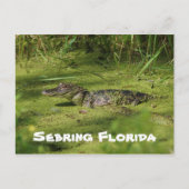 Carte Postale Salutations de Setake Florida (Devant)