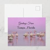 Carte Postale Salutations de Tampa ,Floride ,Flamant rose (Devant / Derrière)