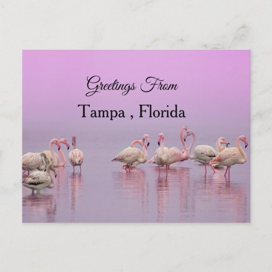 Carte Postale Salutations de Tampa ,Floride ,Flamant rose (Devant)