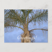 Carte Postale Salutations de vacances Palm Tree (Devant)