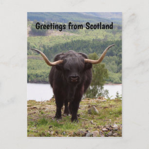 Carte Postale Salutations d'Ecosse : Bovins des Highlands noirs