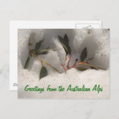 Carte Postale Salutations des Alpes australiennes (Devant / Derrière)