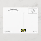 Carte Postale Salutations des banques extérieures OBX NC (Dos)