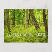 Carte Postale Salutations des Poconos Summer Woods (Devant)