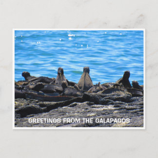 Carte Postale salutations d'iguane marin