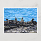 Carte Postale salutations d'iguane marin (Devant)