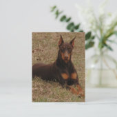 Carte Postale salutations doberman (Debout devant)