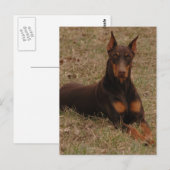 Carte Postale salutations doberman (Devant / Derrière)