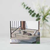 Carte Postale Salutations du chat Connecticut (Connecticat) (Debout devant)