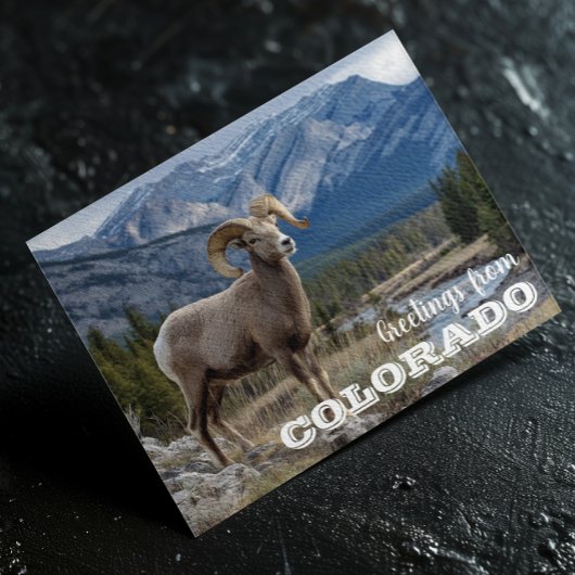 Carte Postale Salutations du Colorado Bighorn sheep
