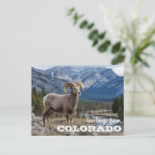 Carte Postale Salutations du Colorado Bighorn sheep (Debout devant)