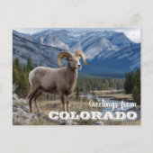 Carte Postale Salutations du Colorado Bighorn sheep (Devant)