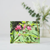 Carte Postale Salutations du lac Sunapee (Debout devant)