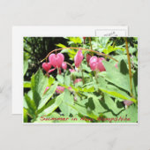 Carte Postale Salutations du lac Sunapee (Devant / Derrière)