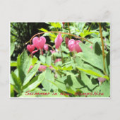 Carte Postale Salutations du lac Sunapee (Devant)