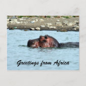 Carte Postale salutations hippo (Devant)