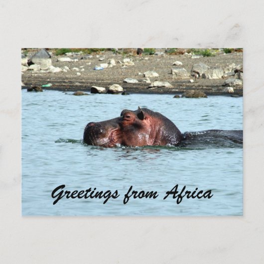 Carte Postale salutations hippo (Devant)